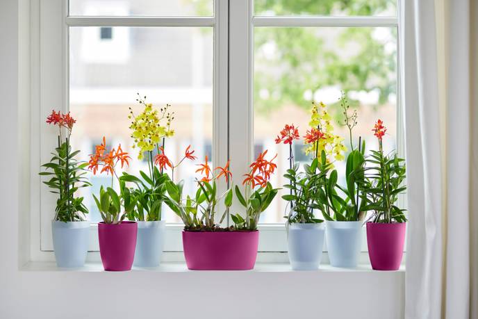 brussels orchidee hoog 12,5cm transparant